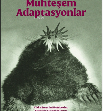 Muhteşem Adaptasyonlar